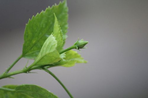 bud flower plant