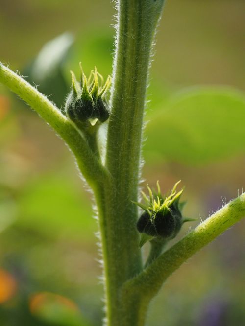 bud sun flower plant