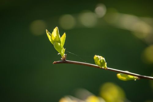 bud spring flora