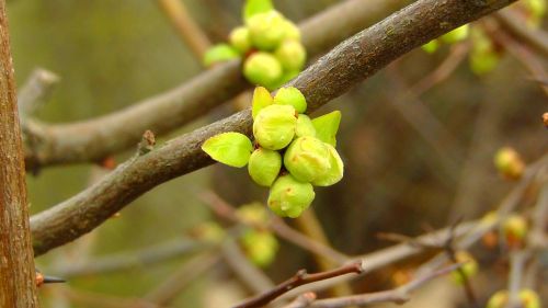 bud blossom bloom