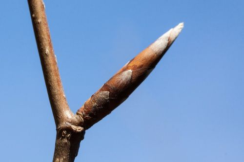 bud spring frühlingsanfang