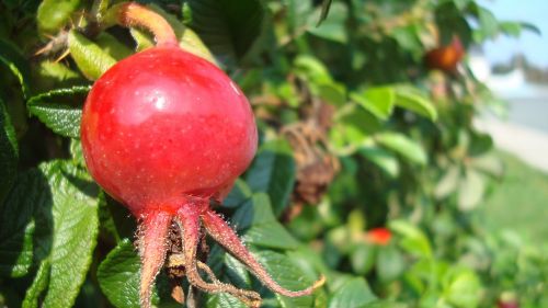 bud rosebud red