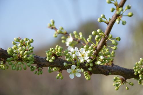 bud spring blossom