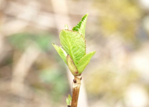 bud hydrangea green