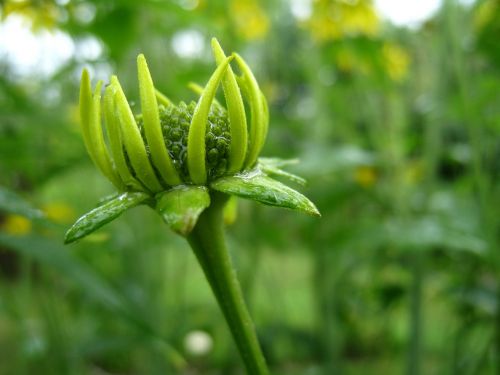 bud coneflower summer