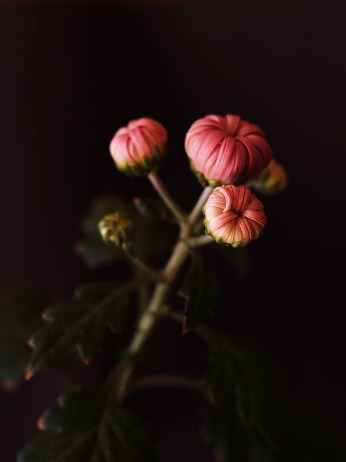 bud flower flowers