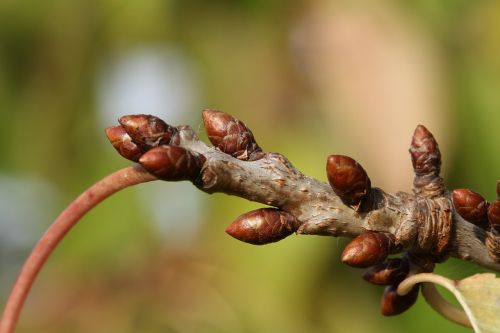 bud branch nature