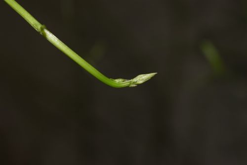 bud plant close