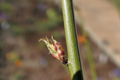 bud plant