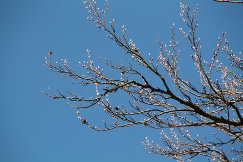 bud spring chestnut