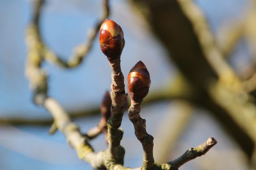 bud spring chestnut
