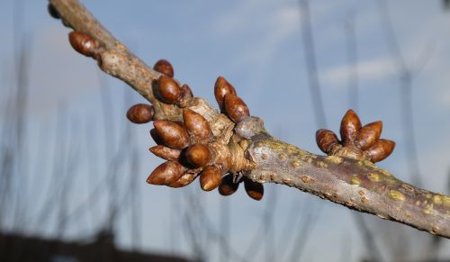 bud nature tree