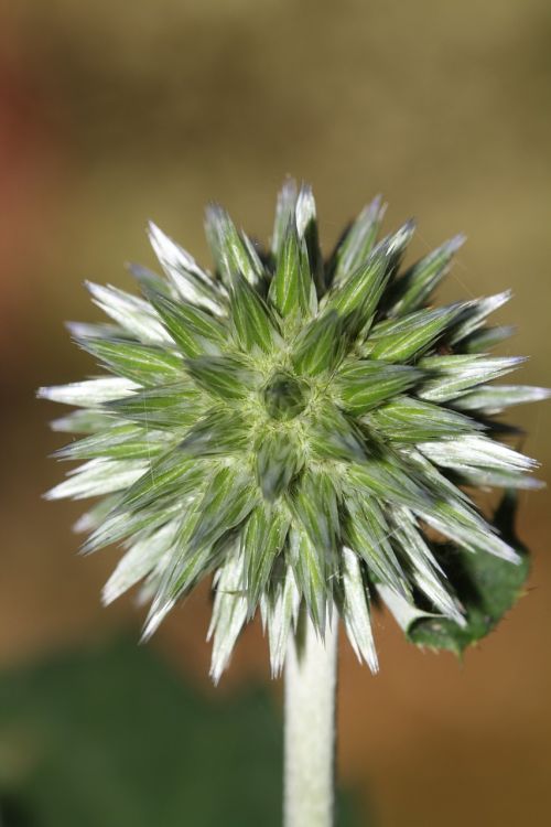 bud plant blossom