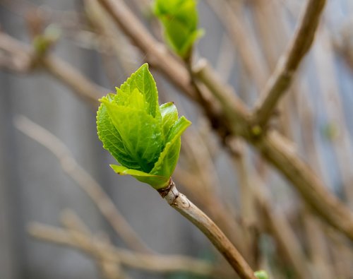 bud  bush  spring