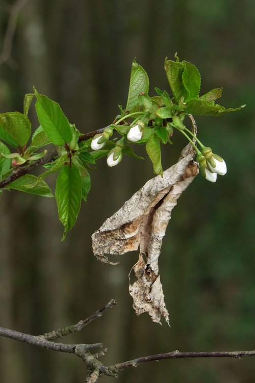 bud  leaf  branch