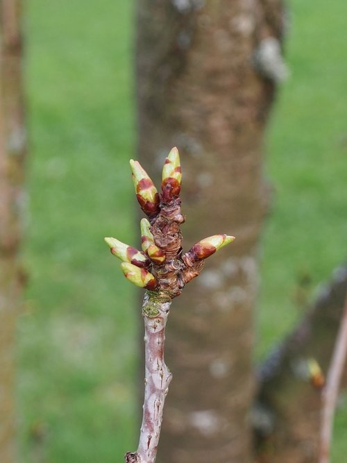 bud  spring  shoots