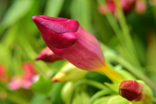 bud  red  nature