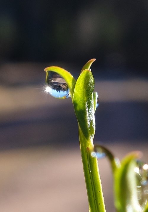 bud  drop of water  spring