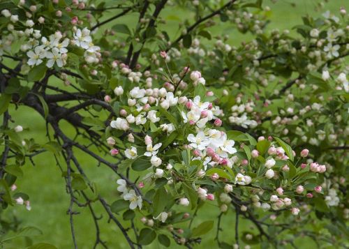 bud spring flowers