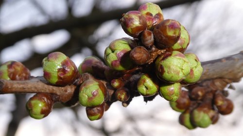 bud  cherry tree  spring