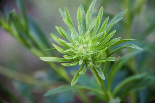 bud  flower  flora