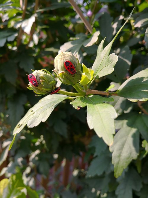 bud  beetle  red