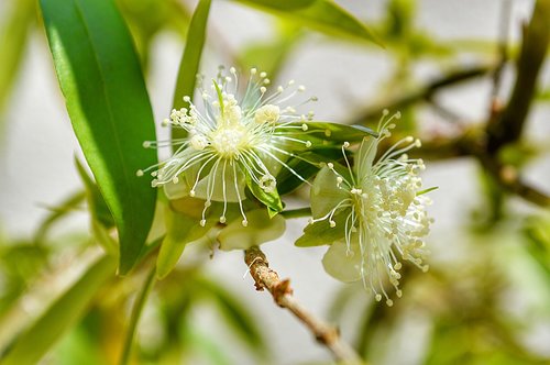 bud  tree  spring