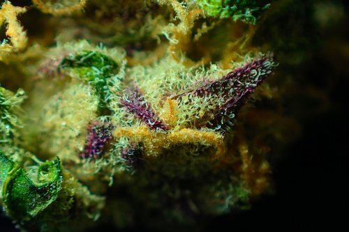 bud  cannabis  close up