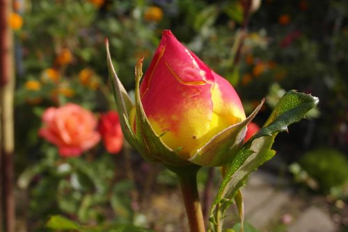 bud  rose  garden