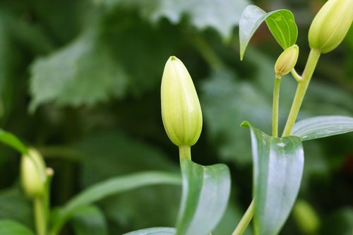 bud  flora  fauna