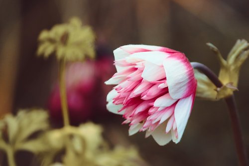 bud  blossom  bloom