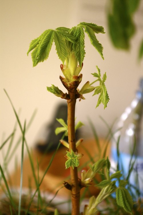 bud  horse chestnut  tree