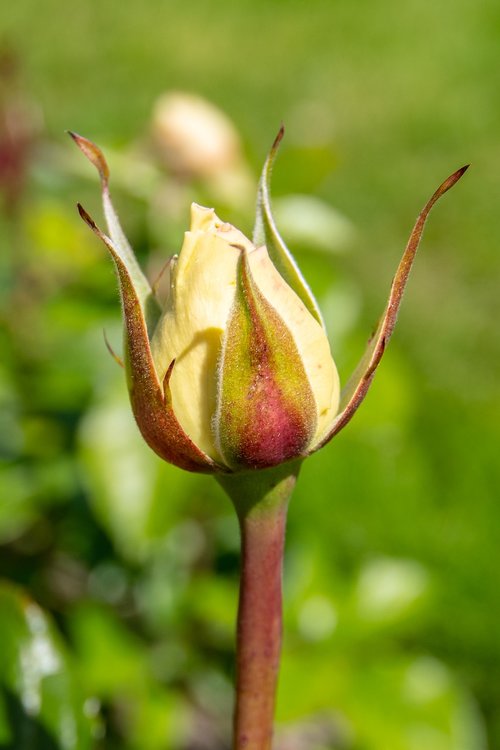 bud  summer  flower