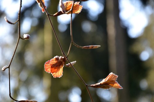 bud  spring  nature