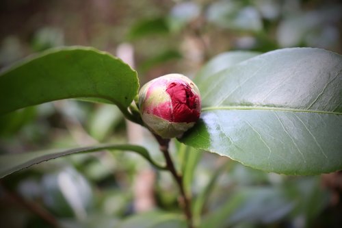bud  camellia  red