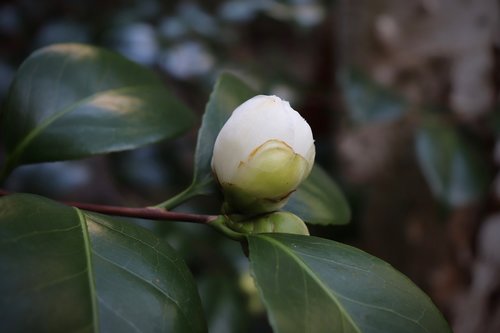 bud  camellia  white