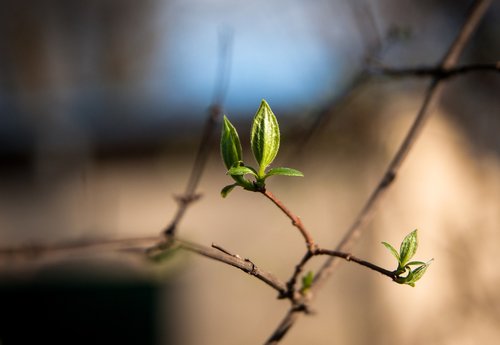 bud  spring  nature