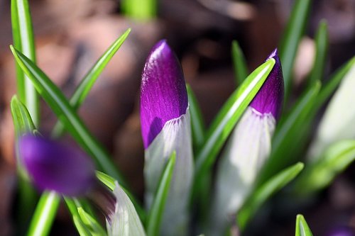 bud  crocus  spring