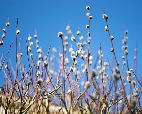 bud  cone  nature