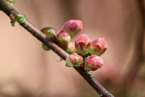 bud  branch  go up