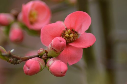 bud  pink  flower