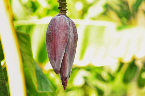 bud  banana fruit  food