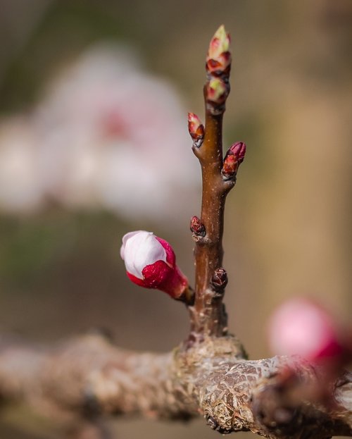 bud  spring  apricots