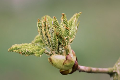 bud  chestnut  leaf bud