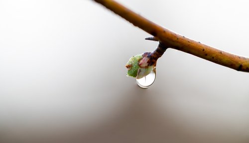 bud  drip  drop of water
