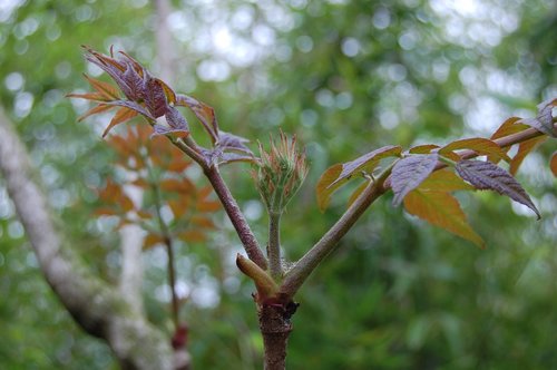 bud  tree  nature