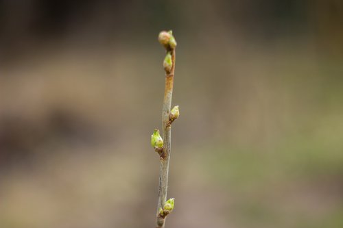 bud  spring  nature