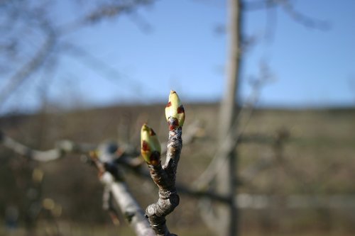 bud  tree  the beginning of spring