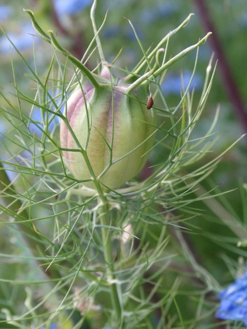 bud flowers nature