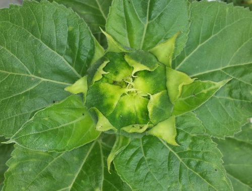 bud sun flower green